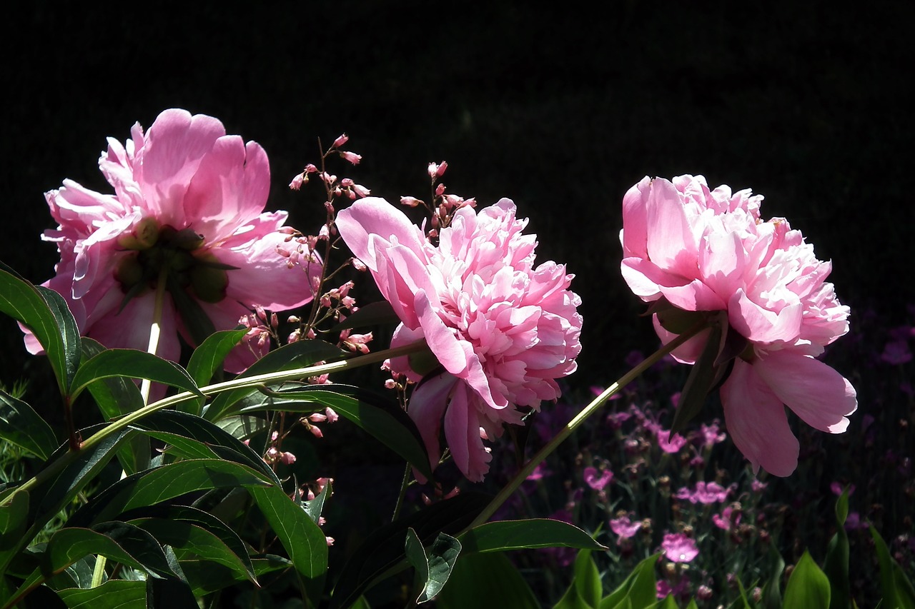 flowers  peonies  pink free photo