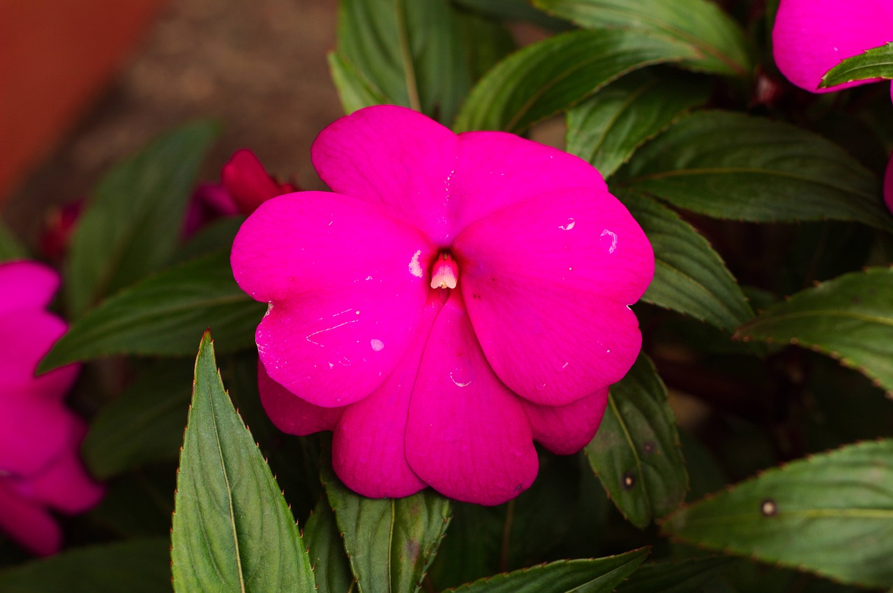 flowers  flower  fuchsia free photo