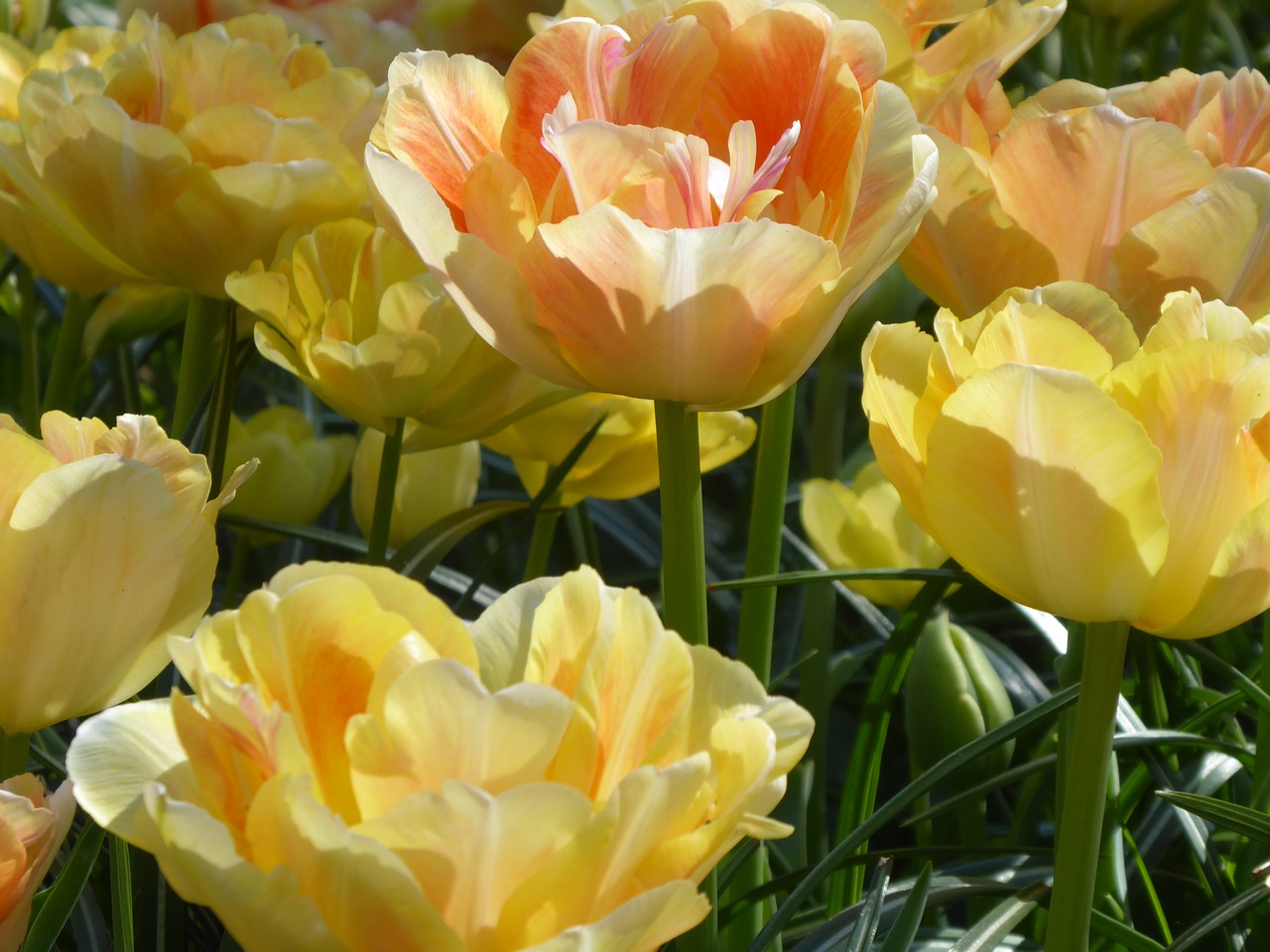 flowers  tulips  bloom free photo