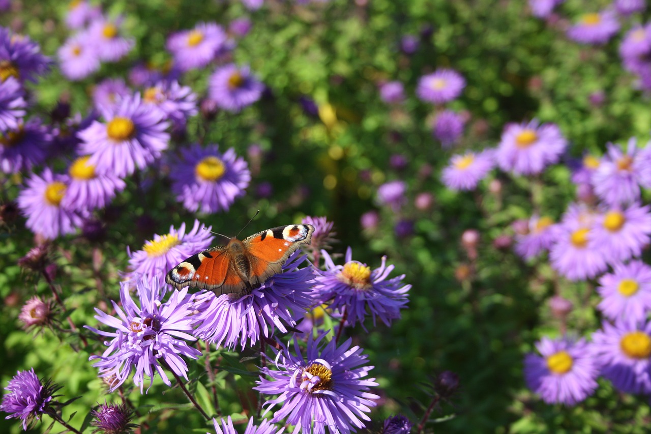 flowers  butterfly  blossom free photo