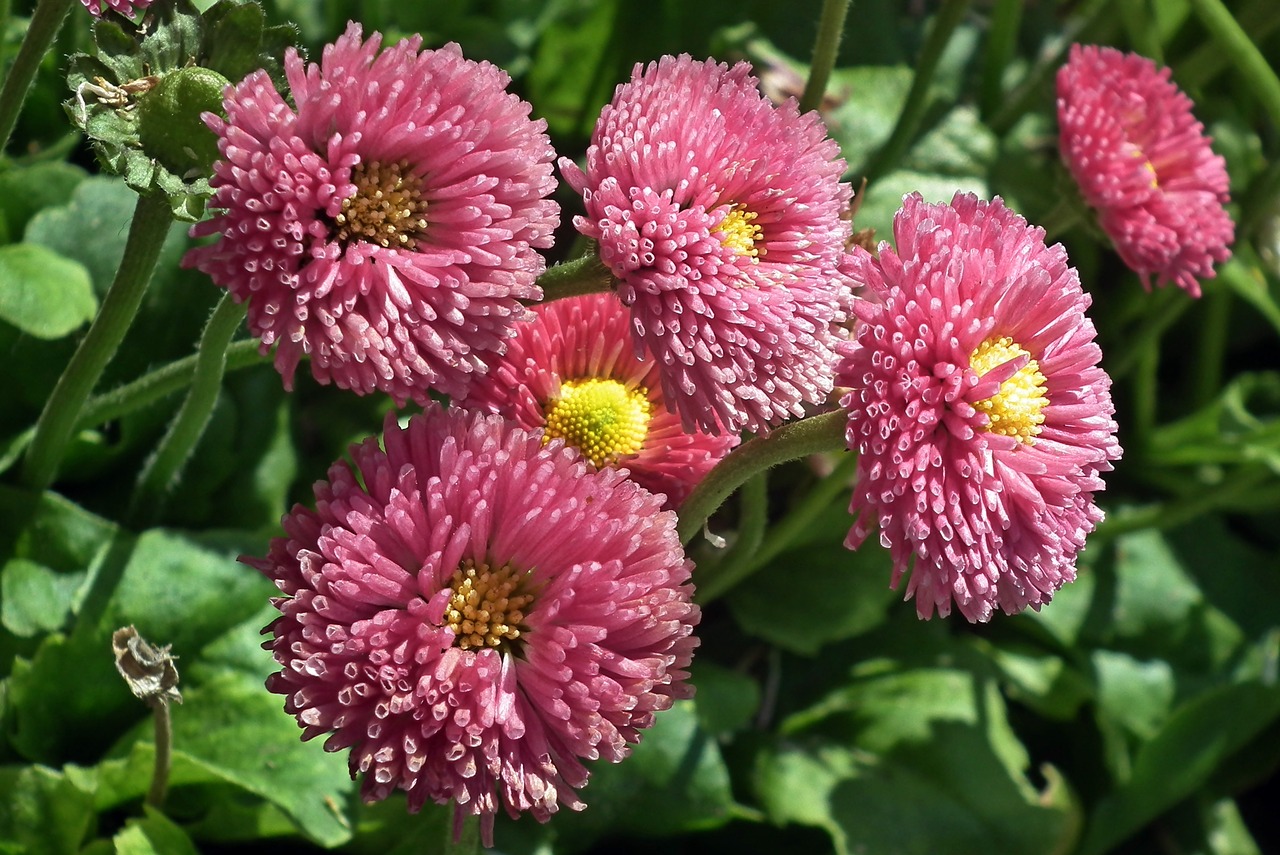 flowers  pink  summer free photo