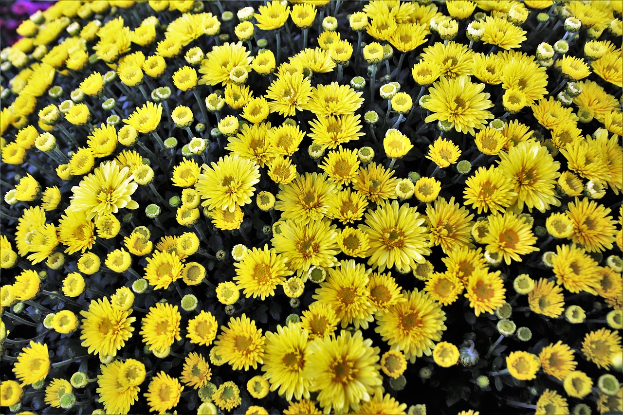 flowers  yellow  chrysanthemum free photo