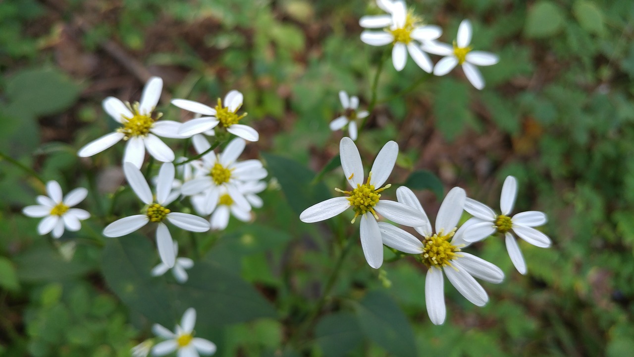 flowers  plants  nature free photo