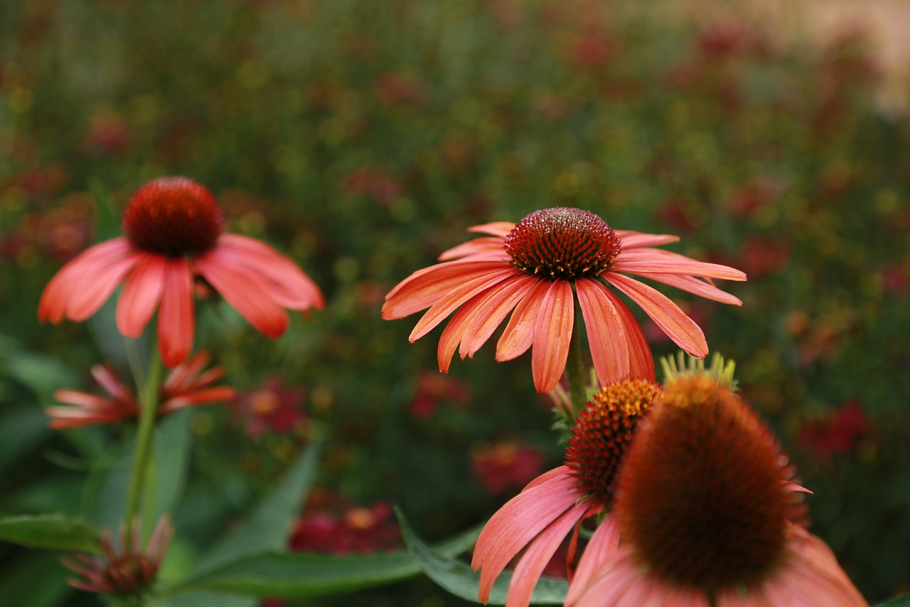 flowers  wildflower  nature free photo