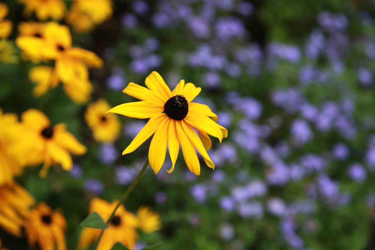 flowers  wildflower  nature free photo