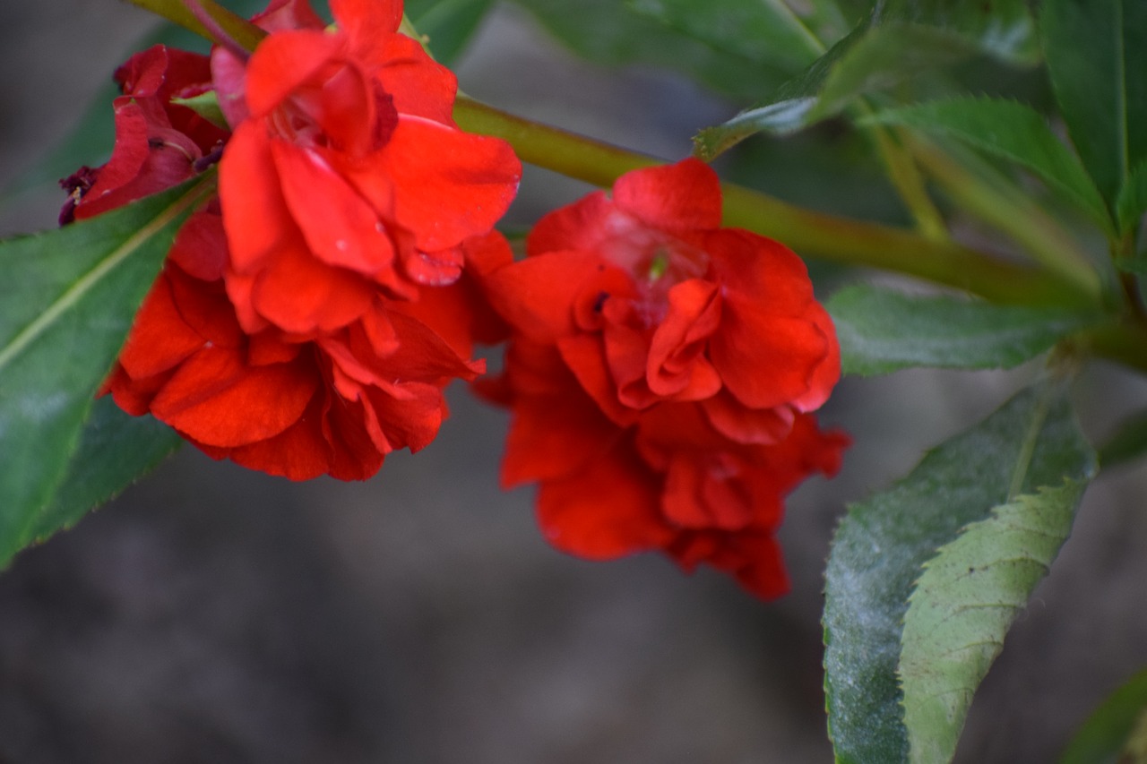 flowers  red  nature free photo