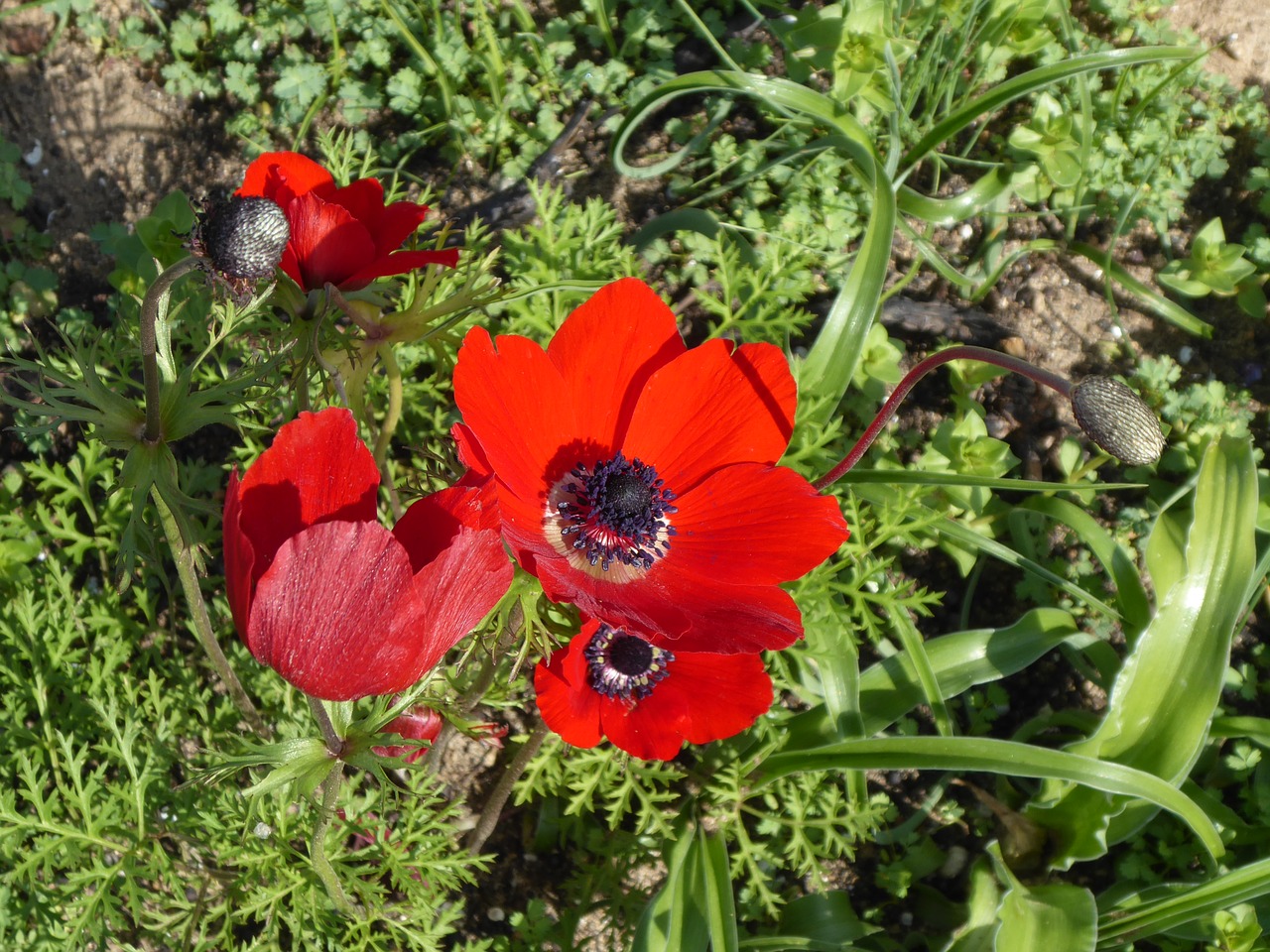 flowers  red  bloom free photo