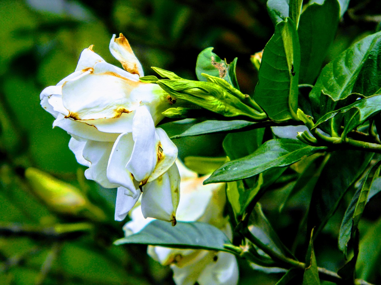 flowers  nature  leaves free photo