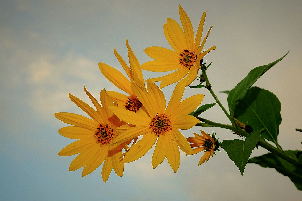 flowers  yellow  autumn free photo