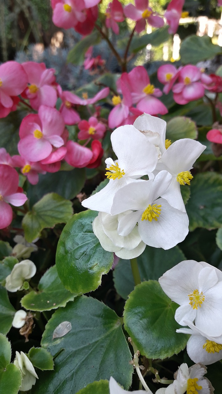 flowers  leaves  garden free photo