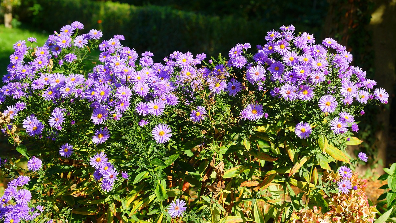 flowers  autumn  asters free photo