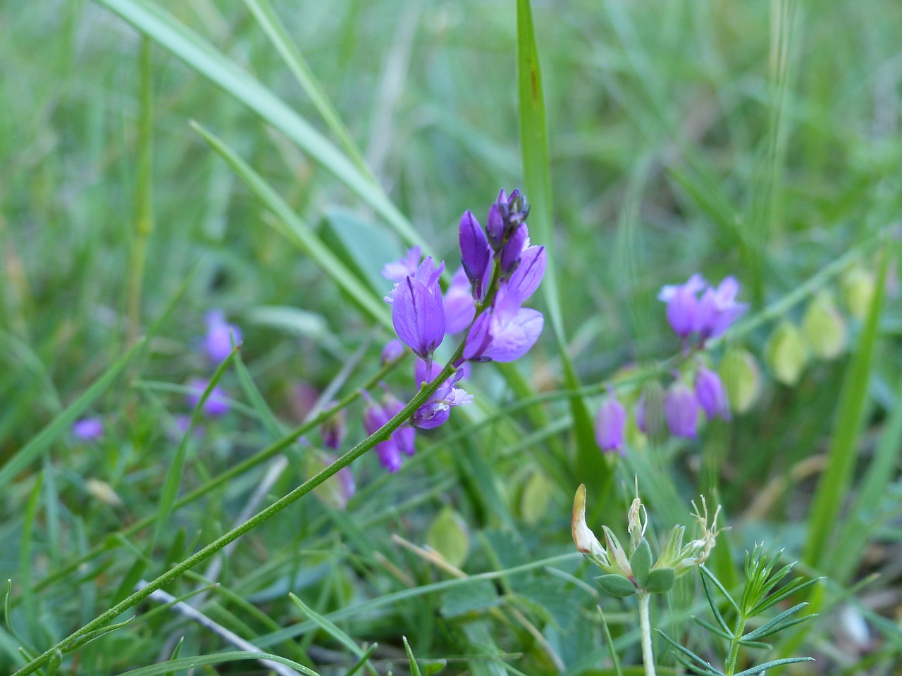 flowers  wild  spring free photo