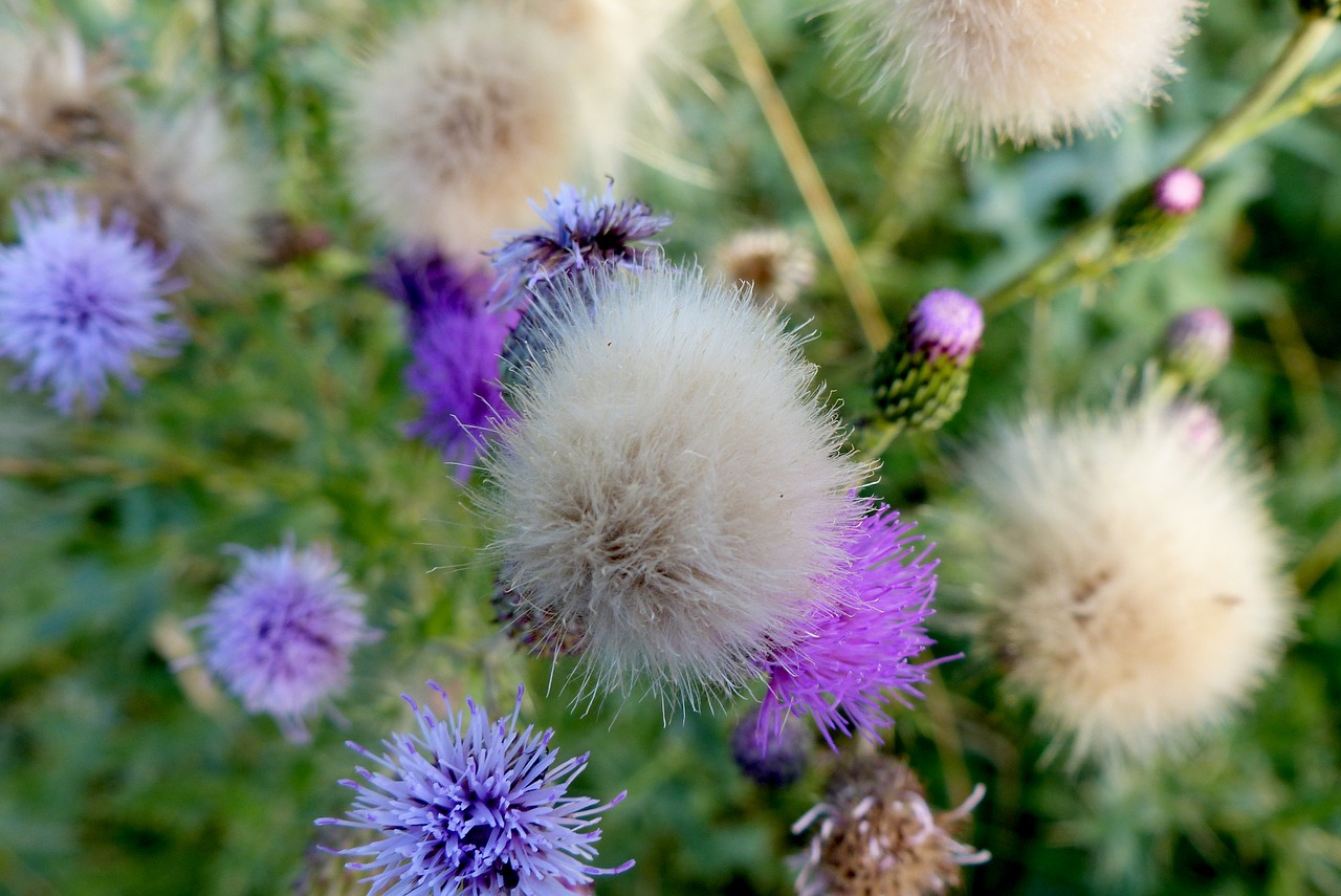 flowers  wild  spring free photo