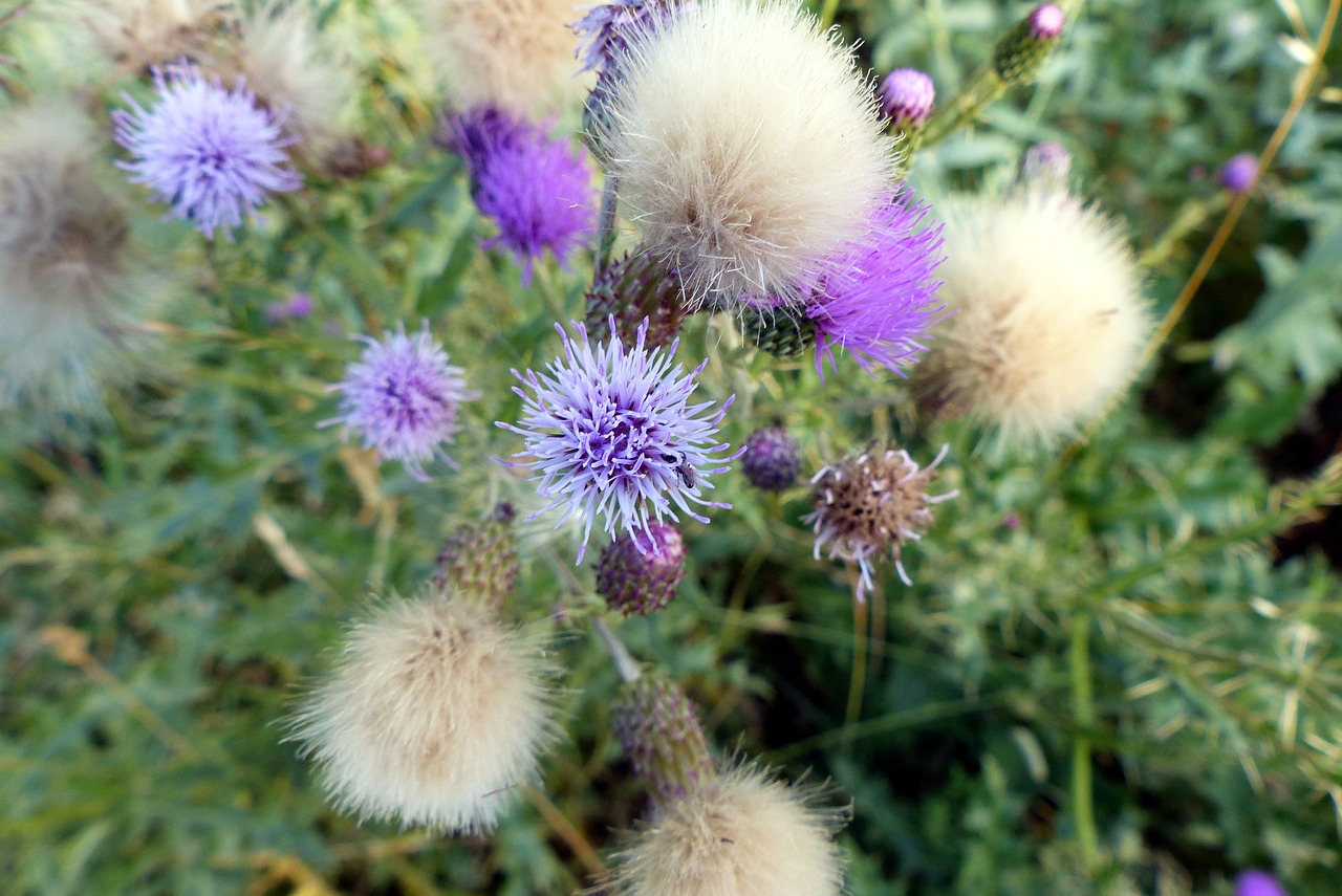 flowers  wild  spring free photo