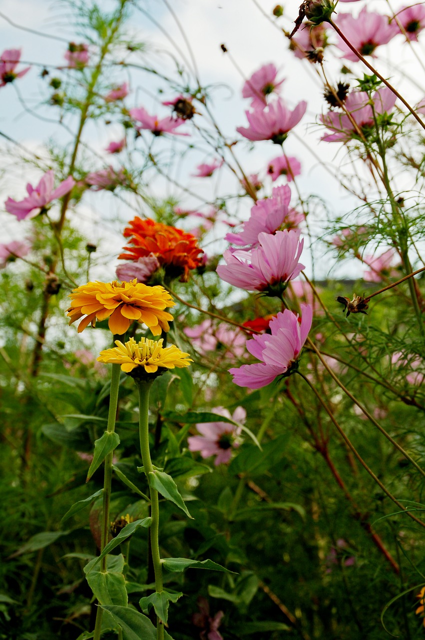 flowers  wild  colors free photo