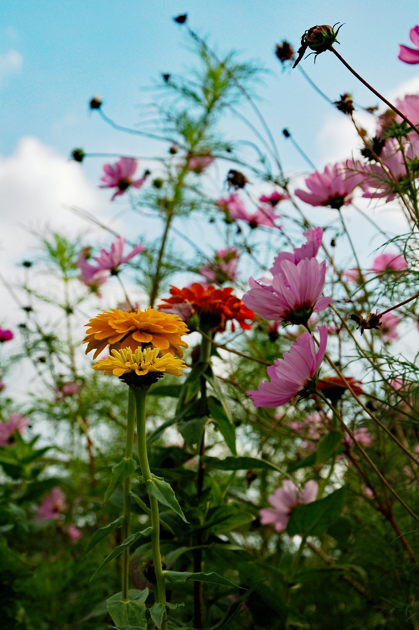 flowers  nature  wanted free photo