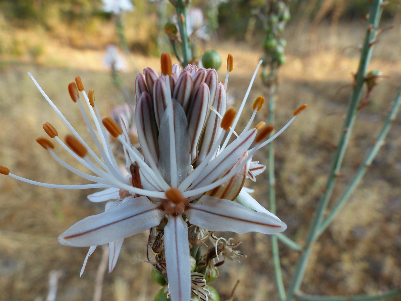 flowers  wild  summer free photo