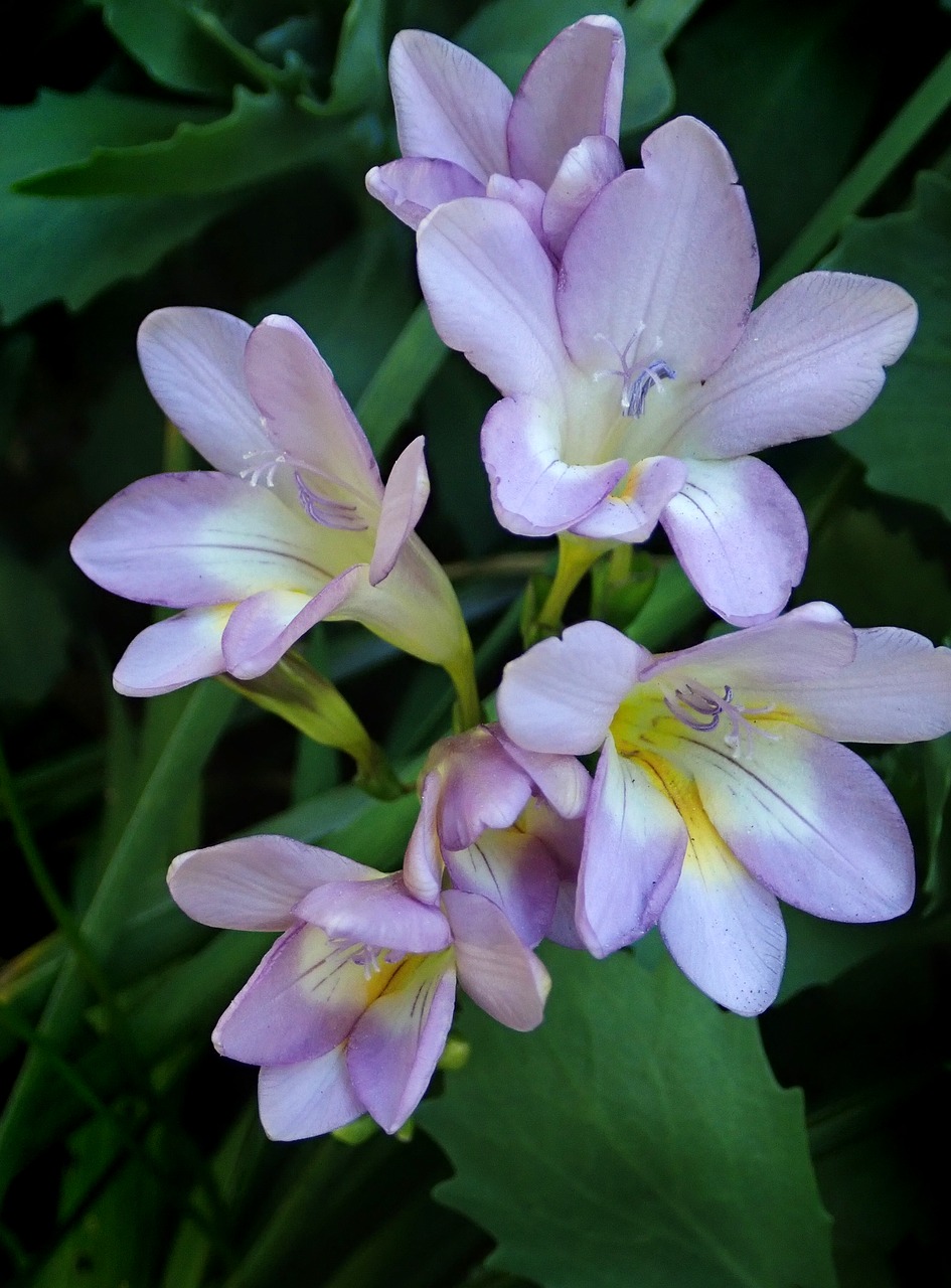 flowers  mauve  perfume free photo