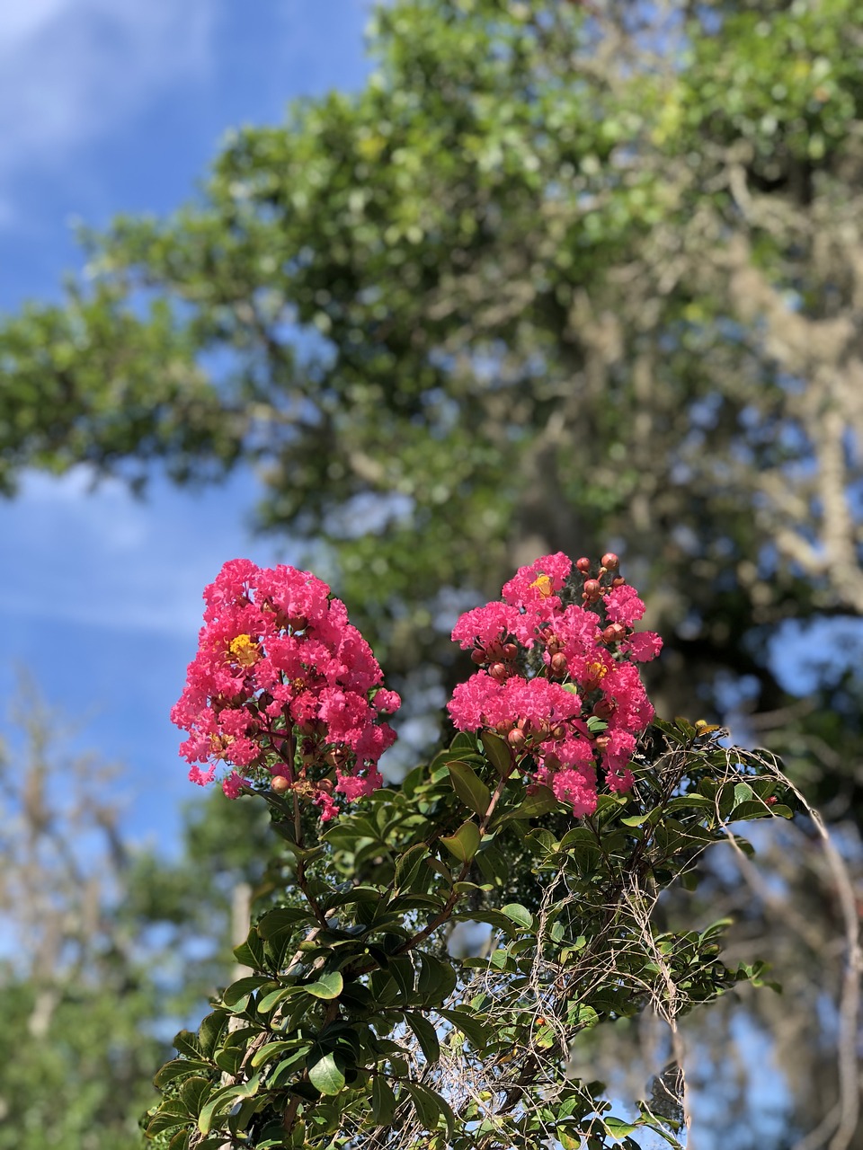 flowers  beach  park free photo