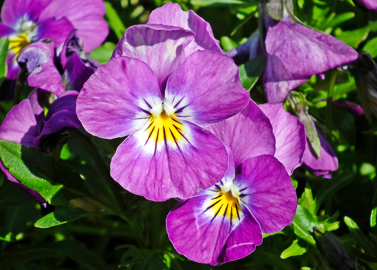 flowers  pansies  garden free photo