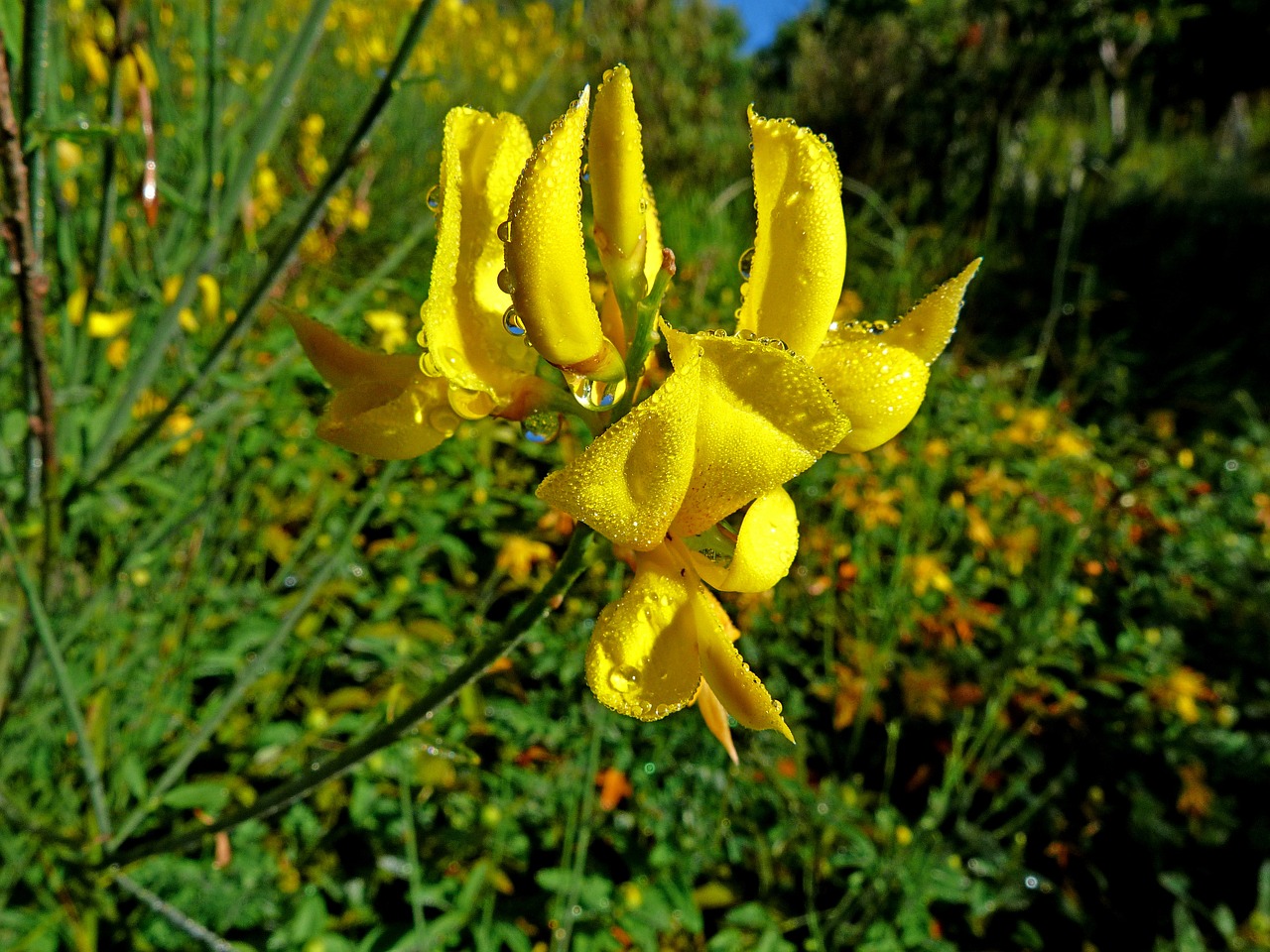 flowers nature macro free photo