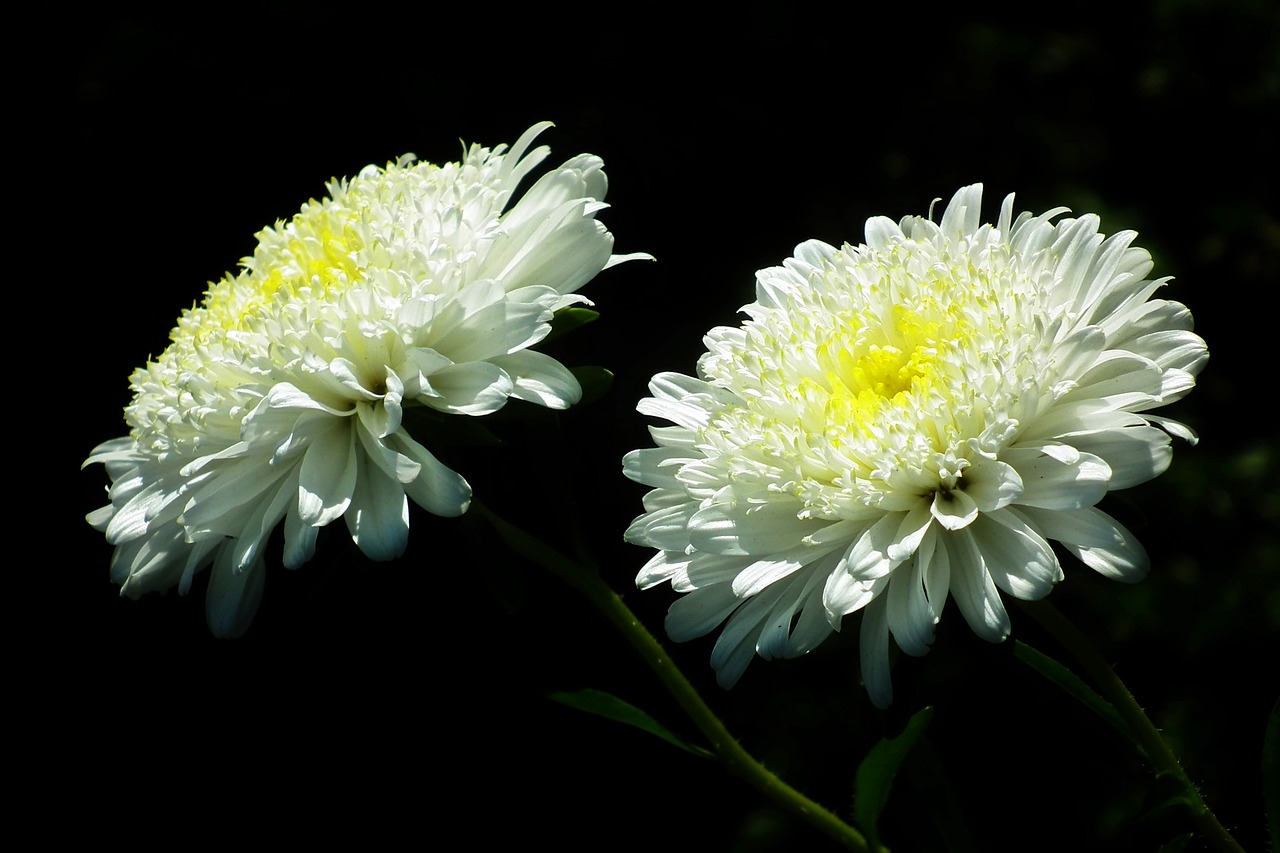 flowers  astra  white free photo