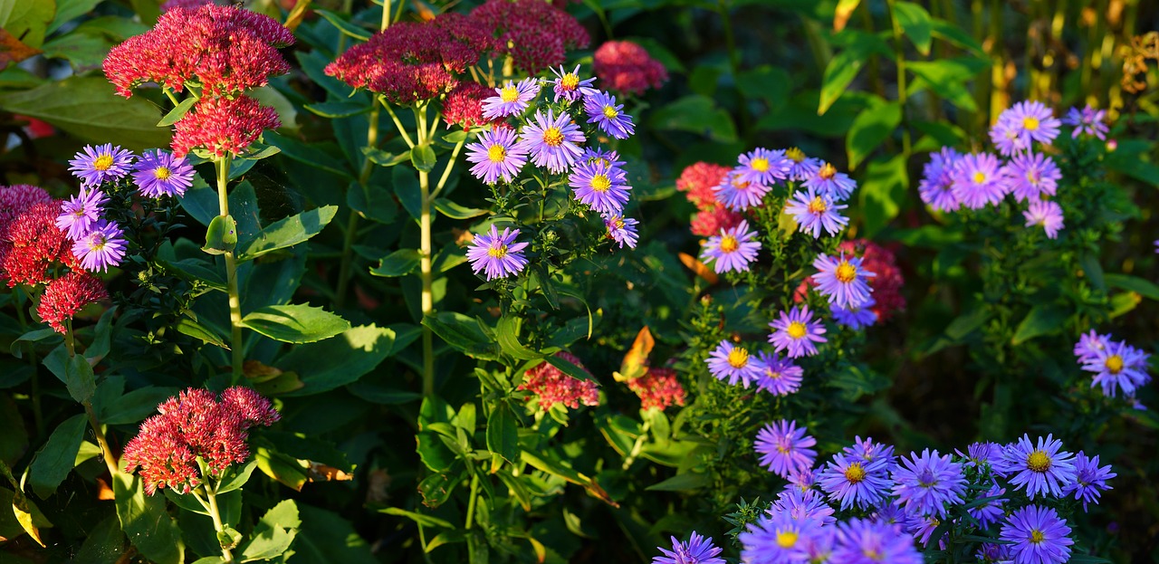 flowers  asters  autumn free photo