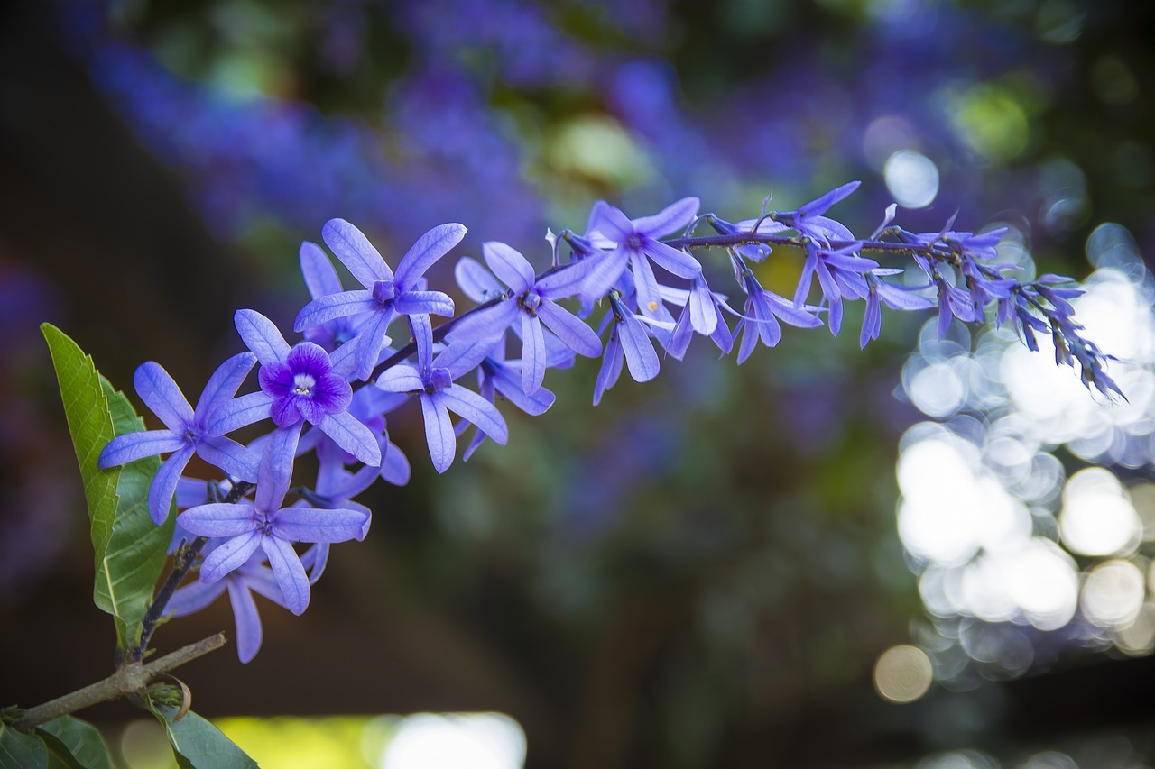 flowers  flower  vine free photo