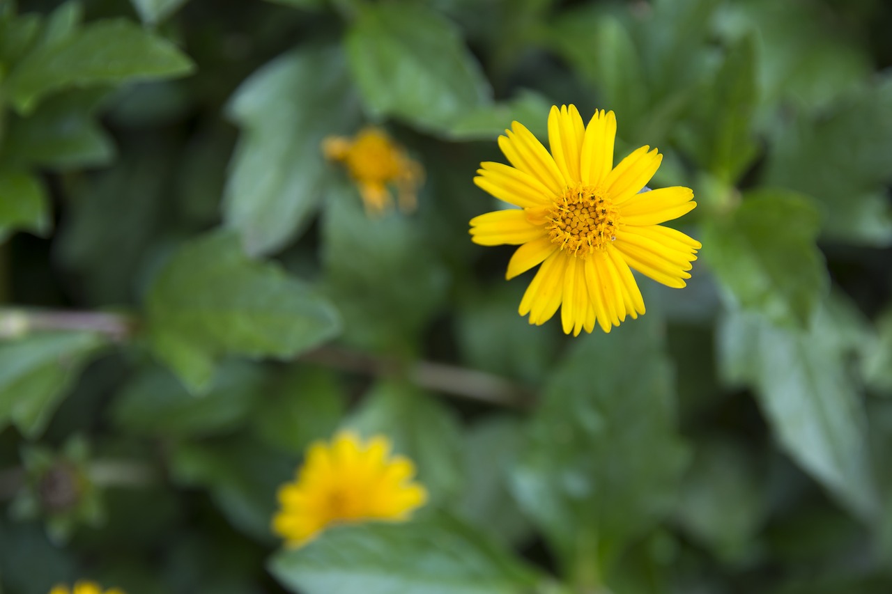 flowers  flower  vine free photo