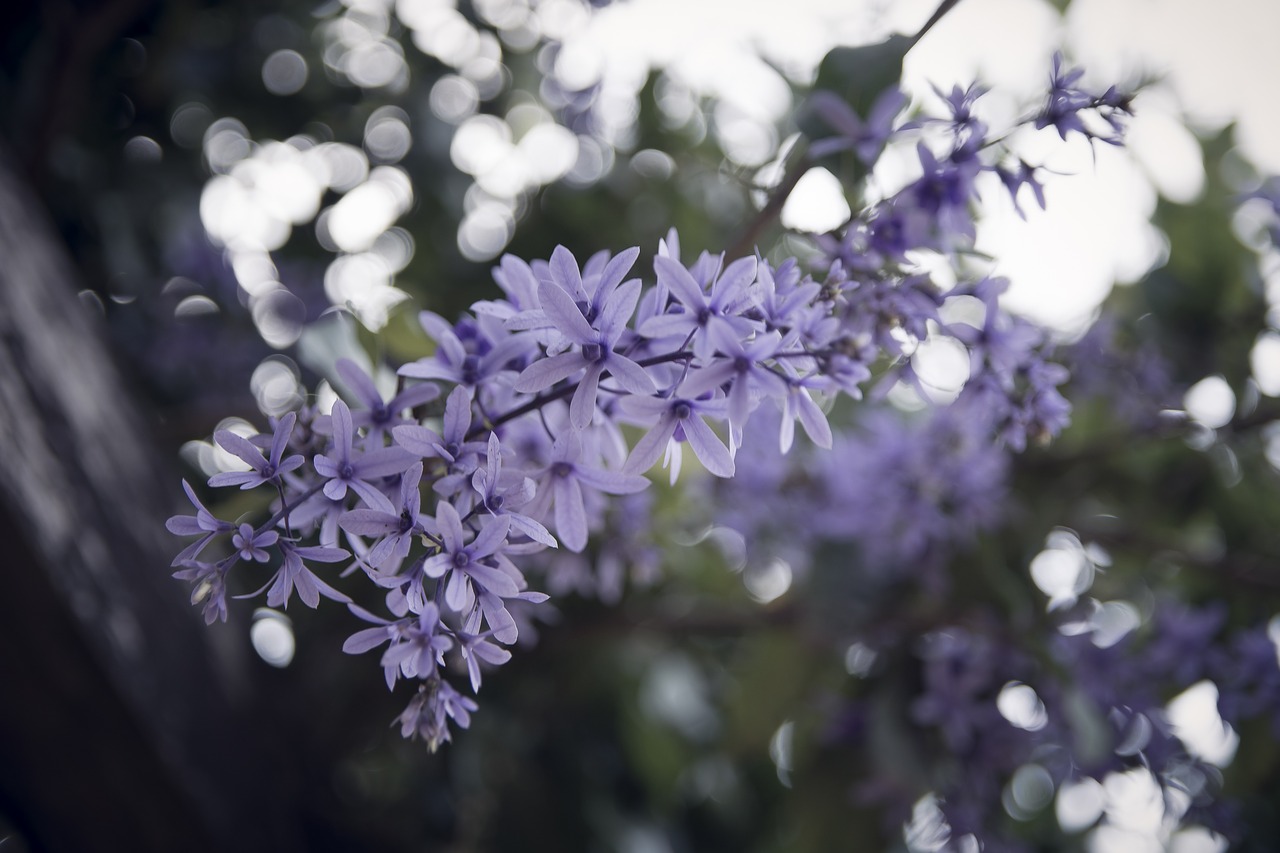 flowers  flower  vine free photo