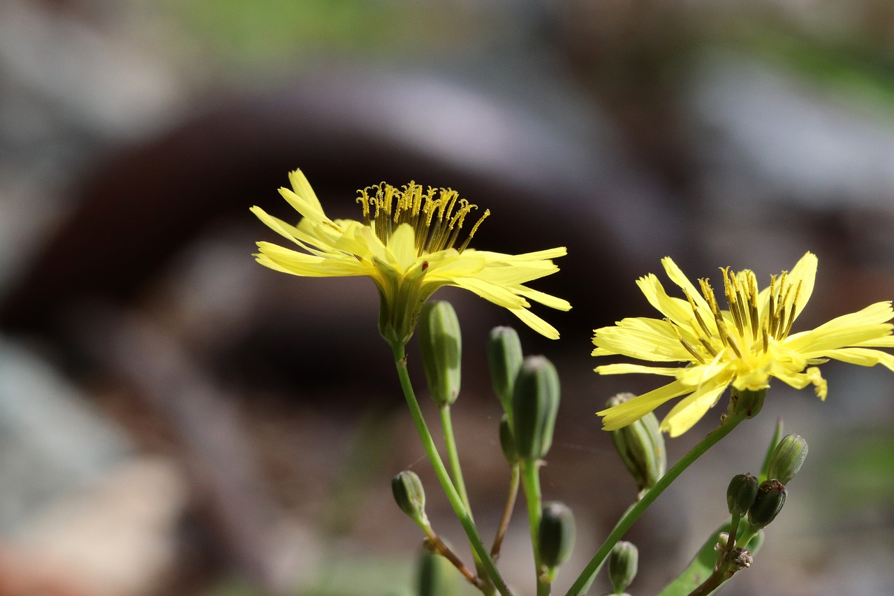 flowers  nature  autumn free photo