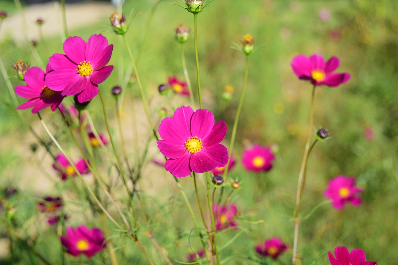 flowers  autumn  plants free photo