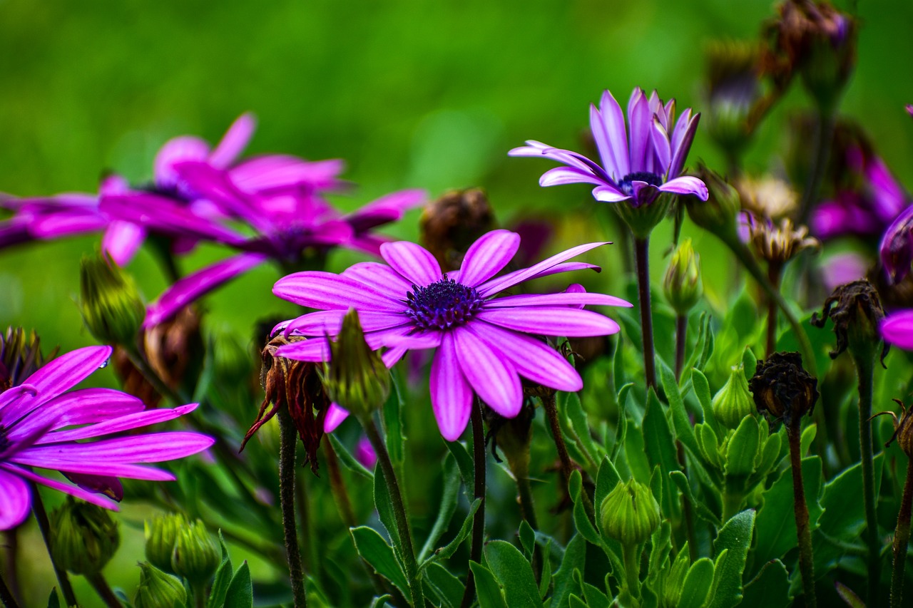 flowers  beauty  spring free photo