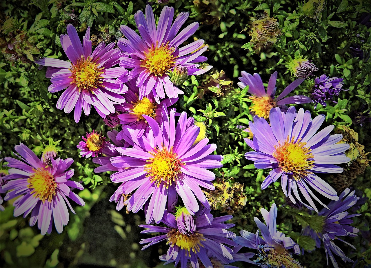 flowers  herbstastern  asters free photo