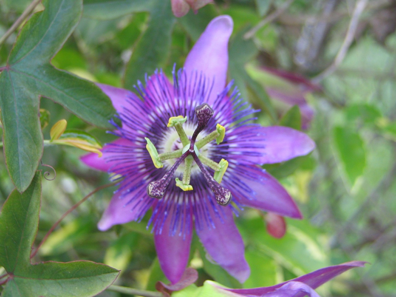 flowers nature plant free photo