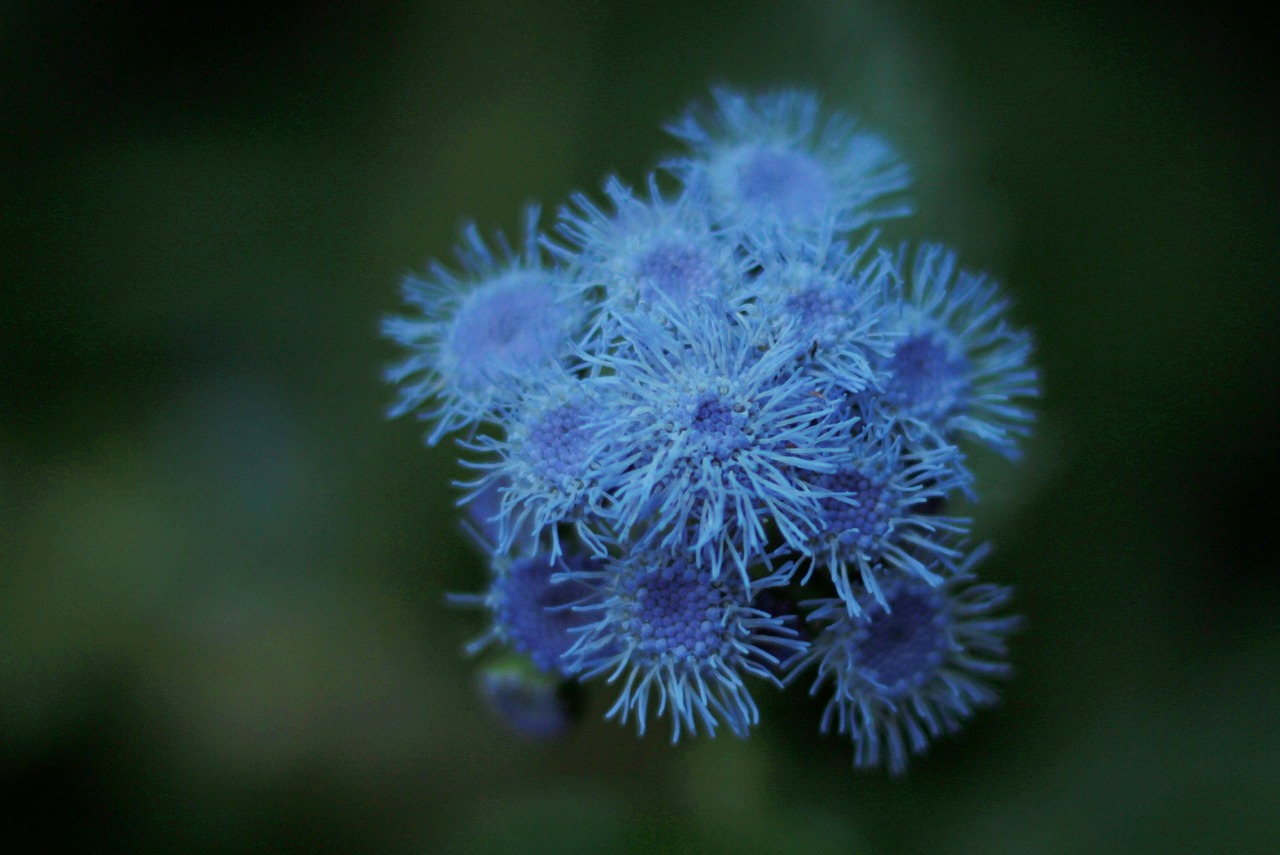 flowers  garden  ageratum houstonianum free photo