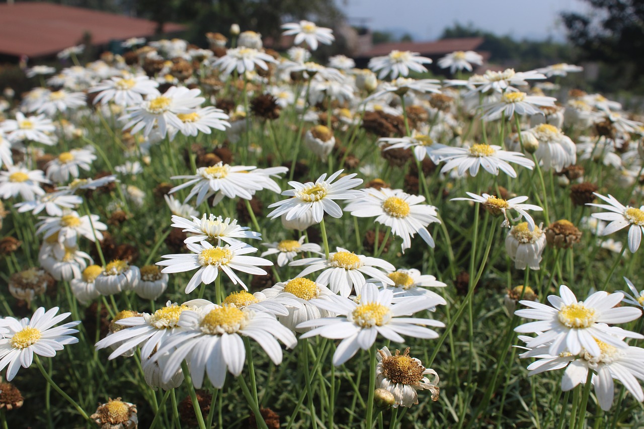 flowers  white  yellow free photo