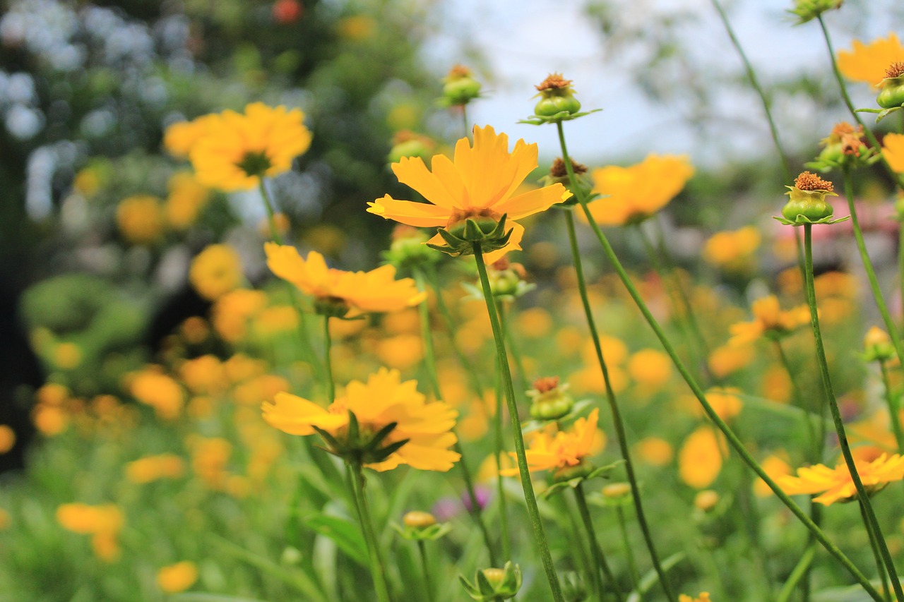 flowers  yellow  green free photo