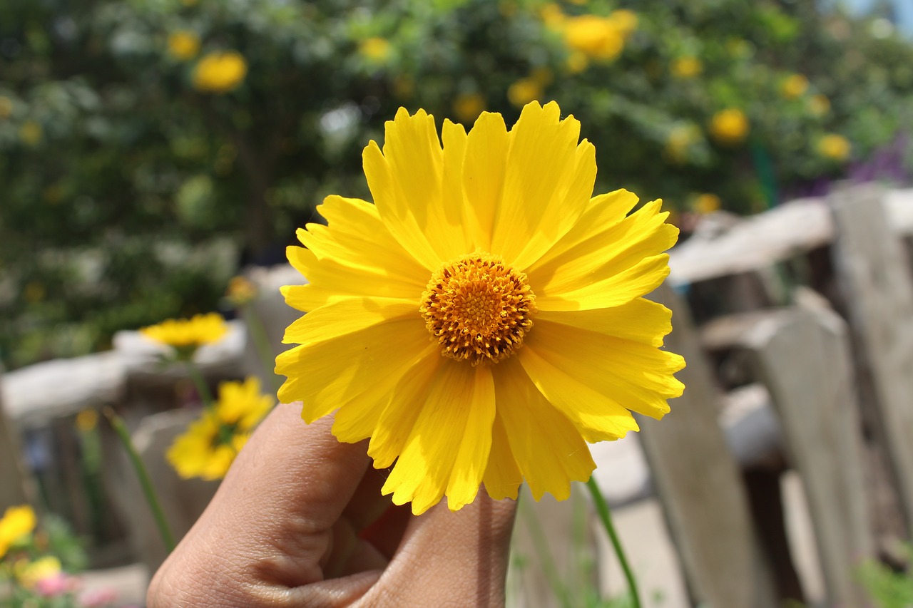 flowers  yellow  hand free photo