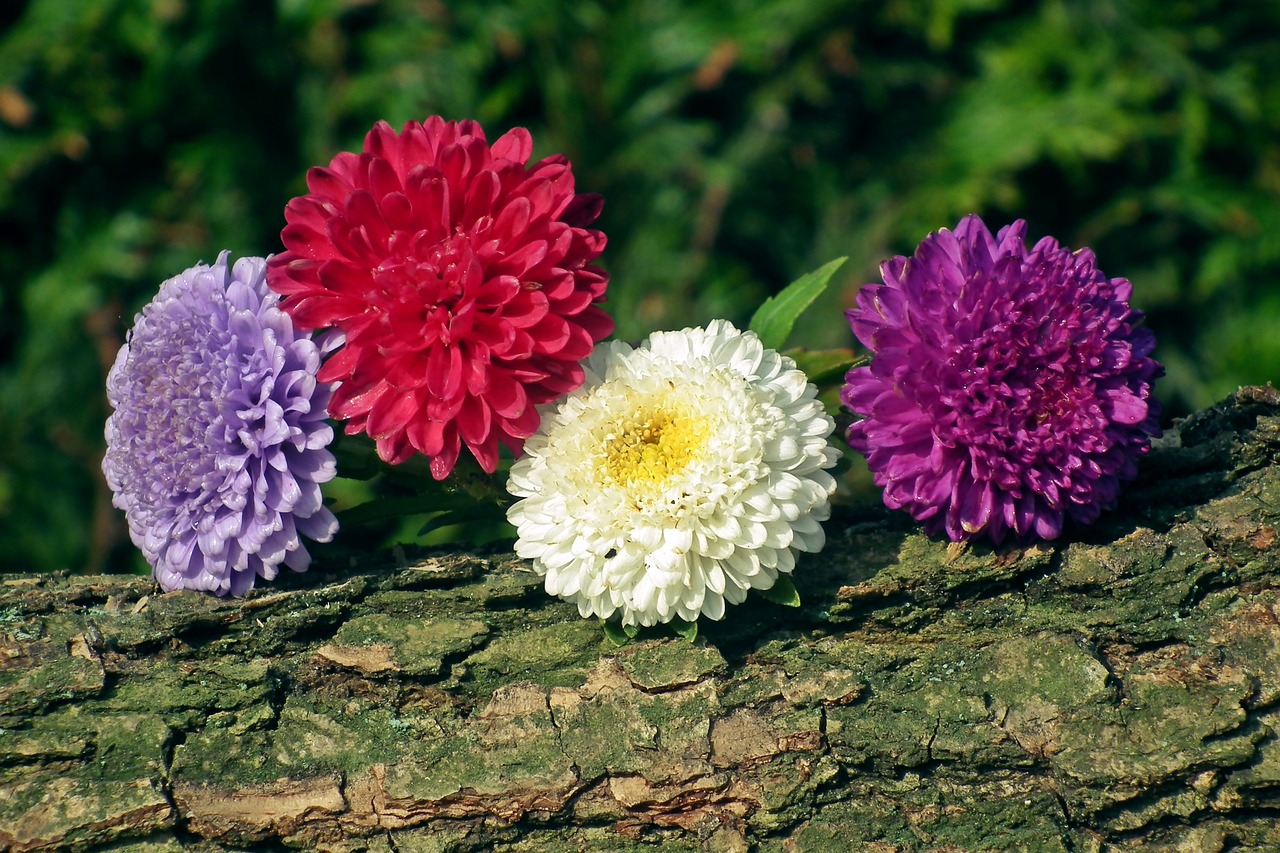 flowers  astra  colorful free photo