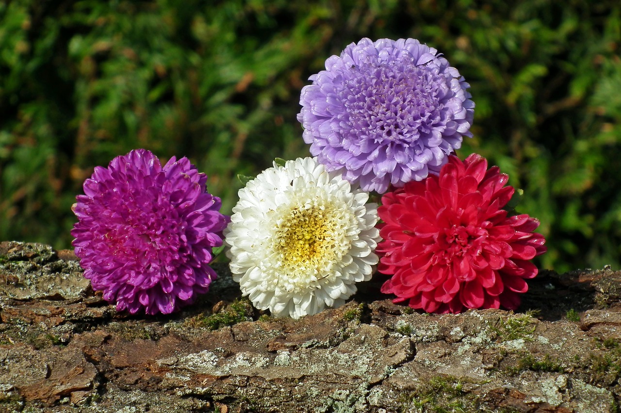 flowers  astra  colorful free photo