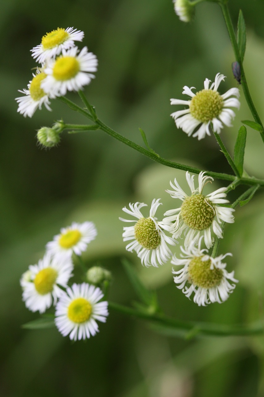 flowers green free pictures free photo