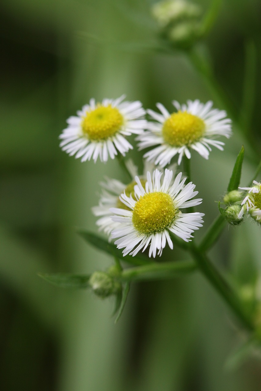 flowers green free pictures free photo