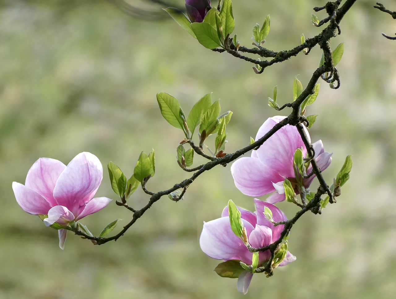 flowers  summer  nature free photo