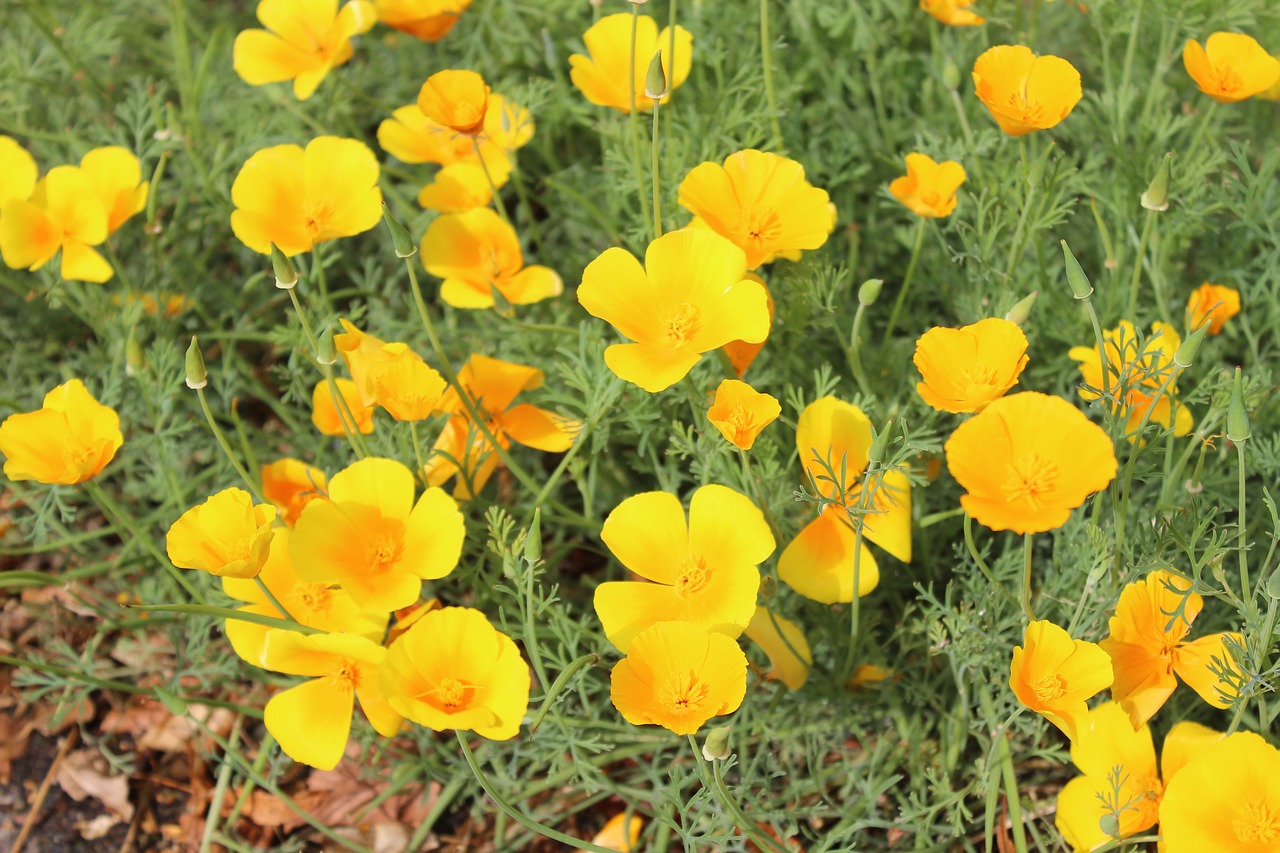 flowers  yellow  autumn free photo