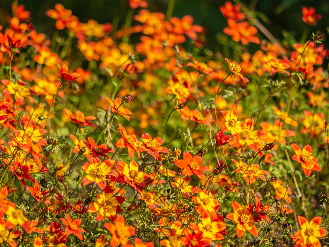 flowers  colorful  garden free photo