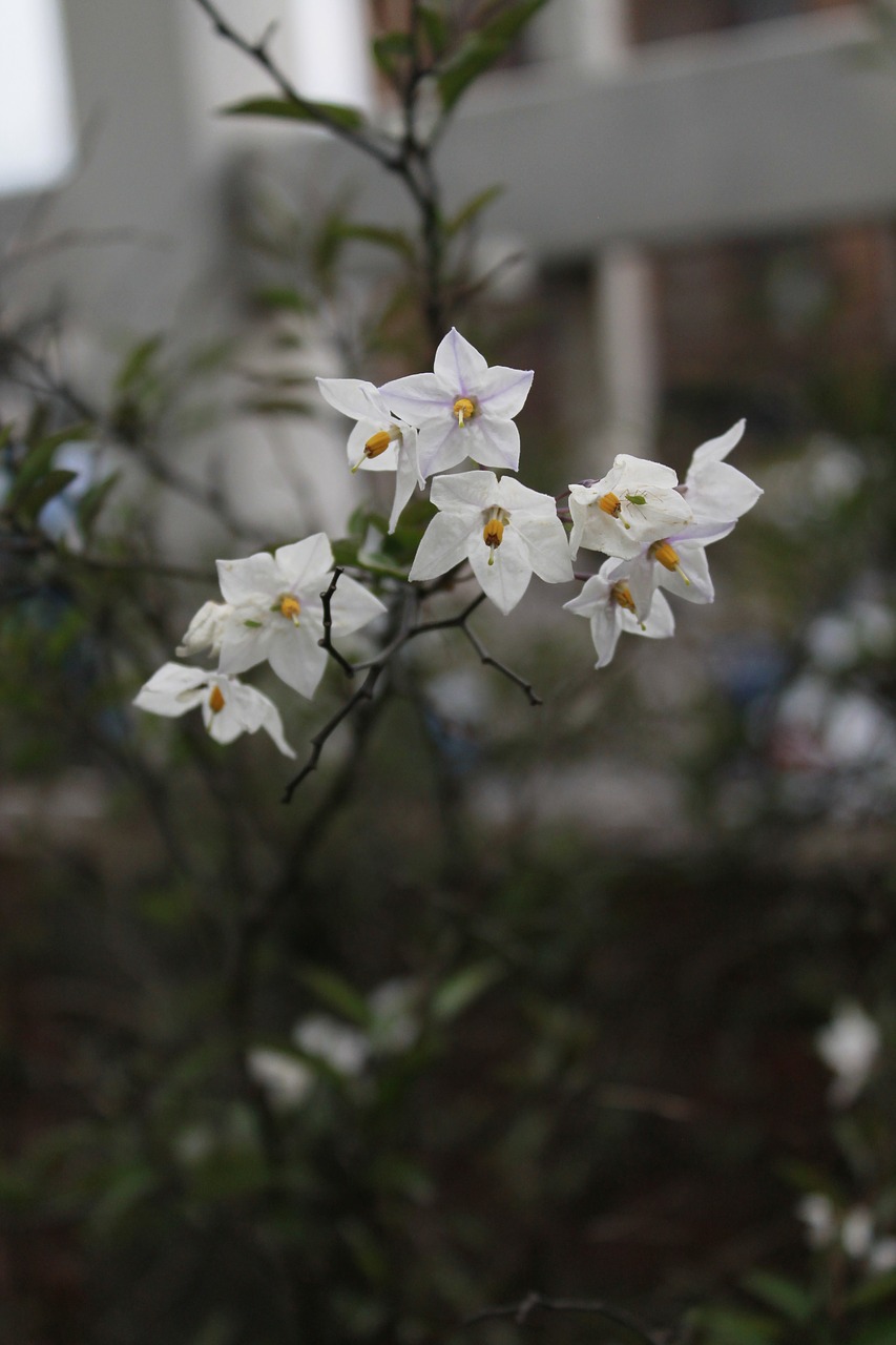 flowers  white  women free photo