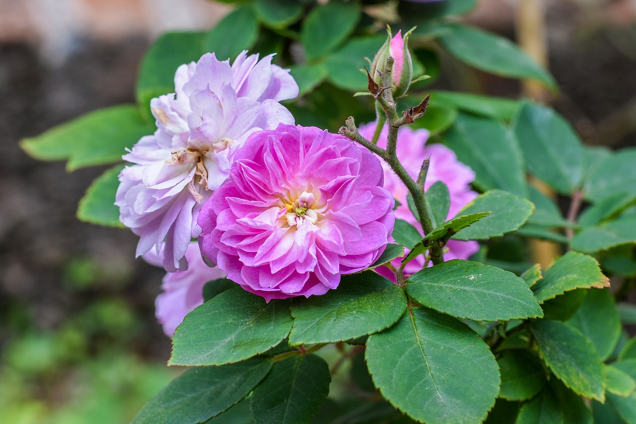 flowers  pink roses  flower free photo