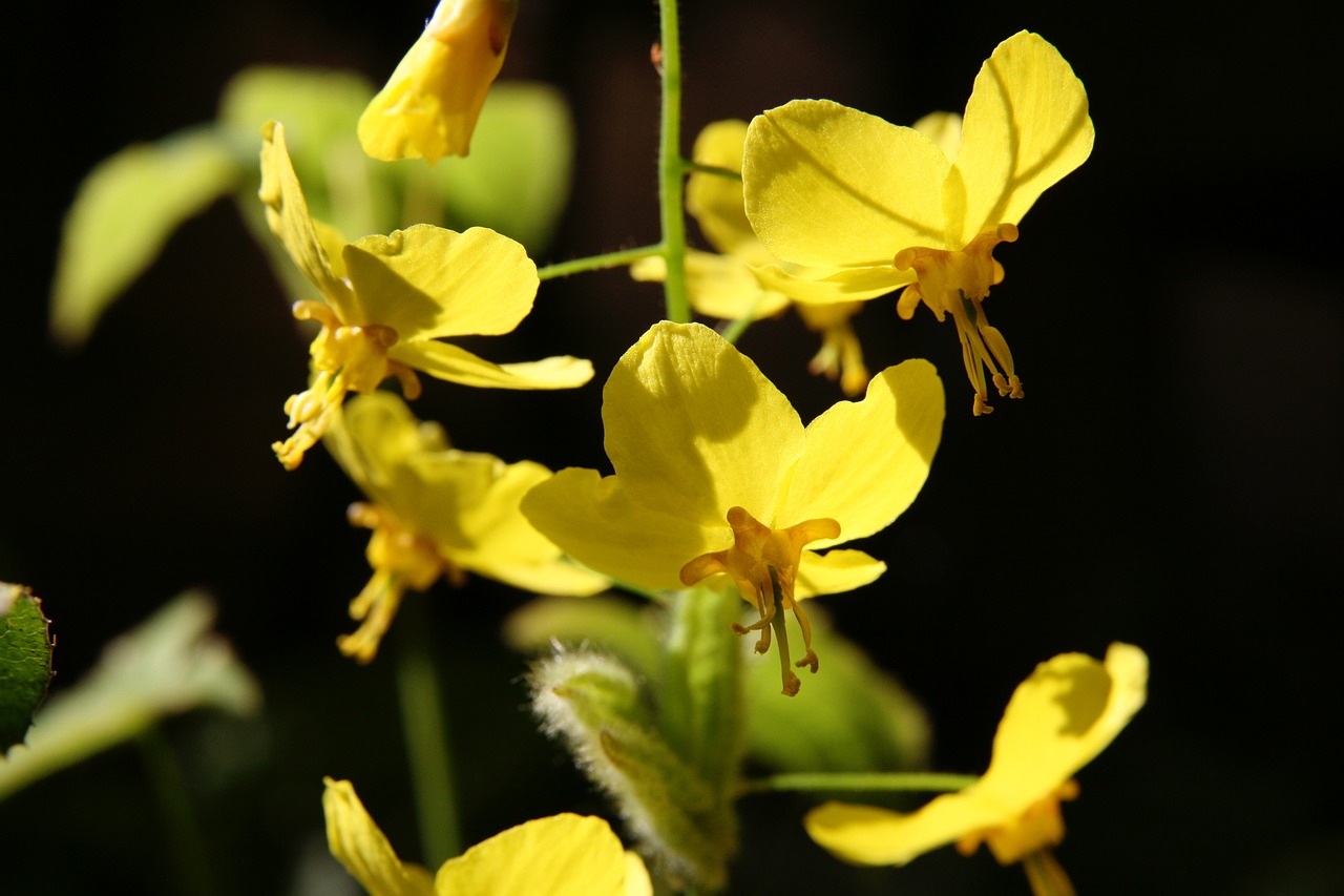 flowers  yellow  fairy flower free photo