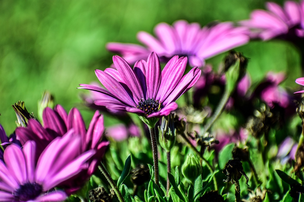 flowers  fine  nature free photo